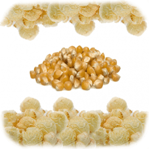 Popcorn Kernels Mushroom